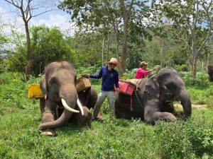 (มีคลิป) ทีมควาญช้างบ้านตระกูลแสน จัดกิจกรรม “โยนขี้ช้างคืนสู่ป่า” ใช้ประโยชน์จากมูลช้างเป็นปุ๋ยธรรมชาติเสริมการฟื้นฟูพื้นที่สีเขียว