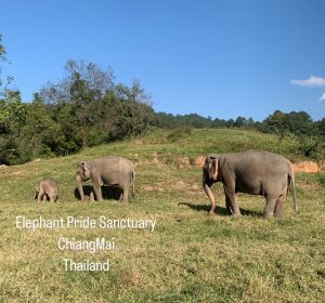 (Clip) Best elephant care in chiangmai Ethical elephant sanctuary good care in chiang mai