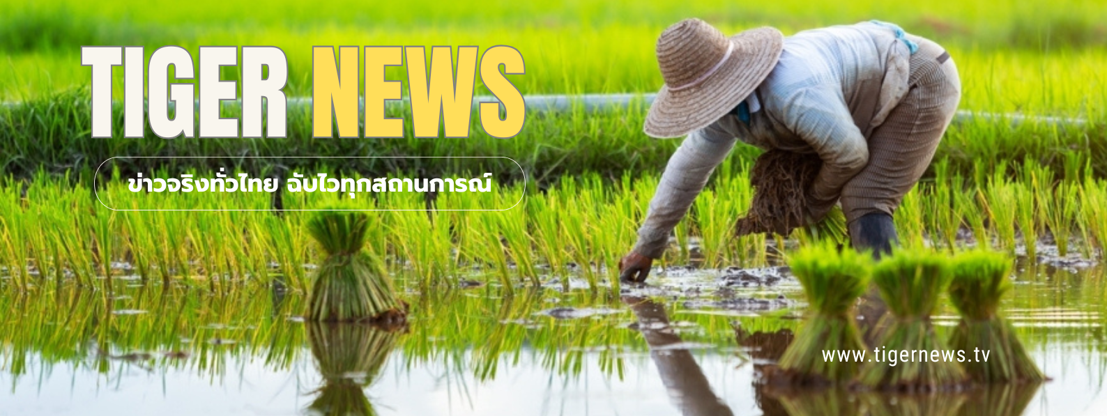 TIGERNEWS TV