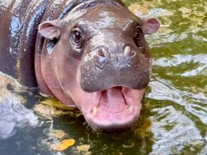 สวนสัตว์เปิดเขาเขียวจัดใหญ่ ฉลองวันเกิดหมูเด้ง อายุ 1 ขวบ เด็กเที่ยวฟรี 4 วันเต็ม 10–13 ก.ค.นี้