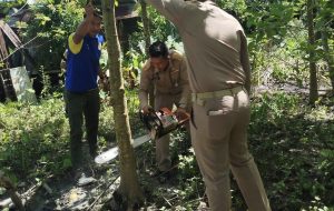 นายอำเภอมายอ ตัดเผาต้นกระท่อม แสดงพลังต่อต้านการใช้ในทางที่ผิด ตามแผนปฏิบัติการ 120 วัน ตามนโยบายรัฐมนตรียุติธรรม