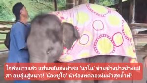(มีคลิป) เชียงใหม่-ใกล้หนาวแล้ว แฟนคลับส่งผ้าห่ม ‘นาโน’ ช่วยช้างปางช้างแม่สา อบอุ่นสู้หนาว! ‘น้องชูใจ’ นำร่องทดลองห่มผ้าสุดคิ้วท์!